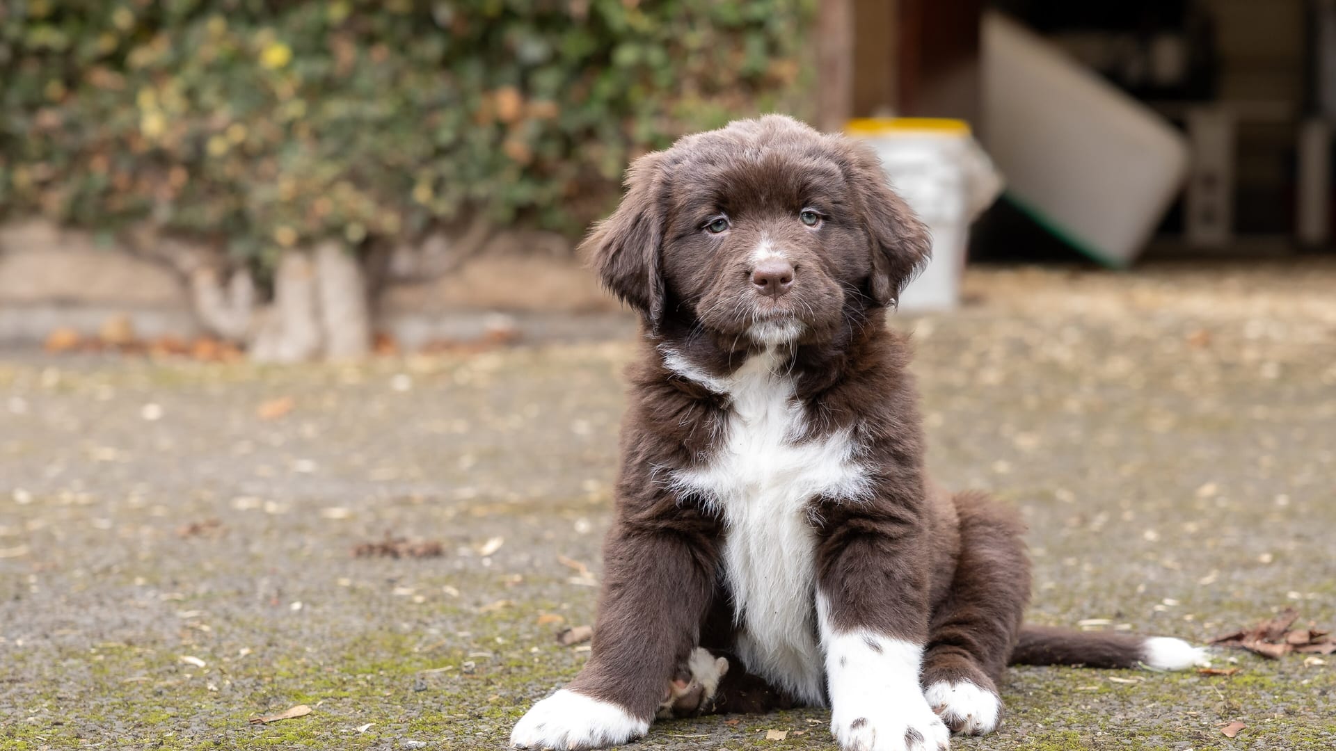 Chiot assis dans la cour d'un élevage, à l'automne