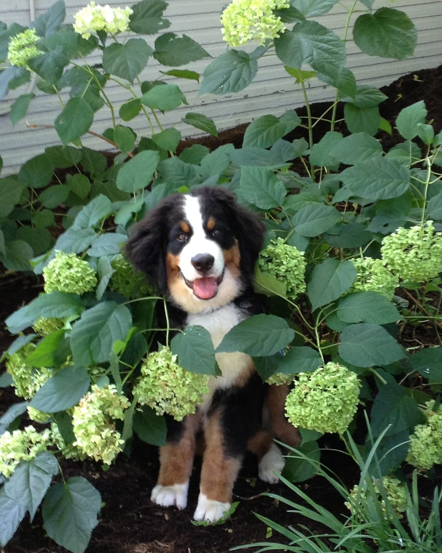 Chiot assis dans le jardin d'un élevage